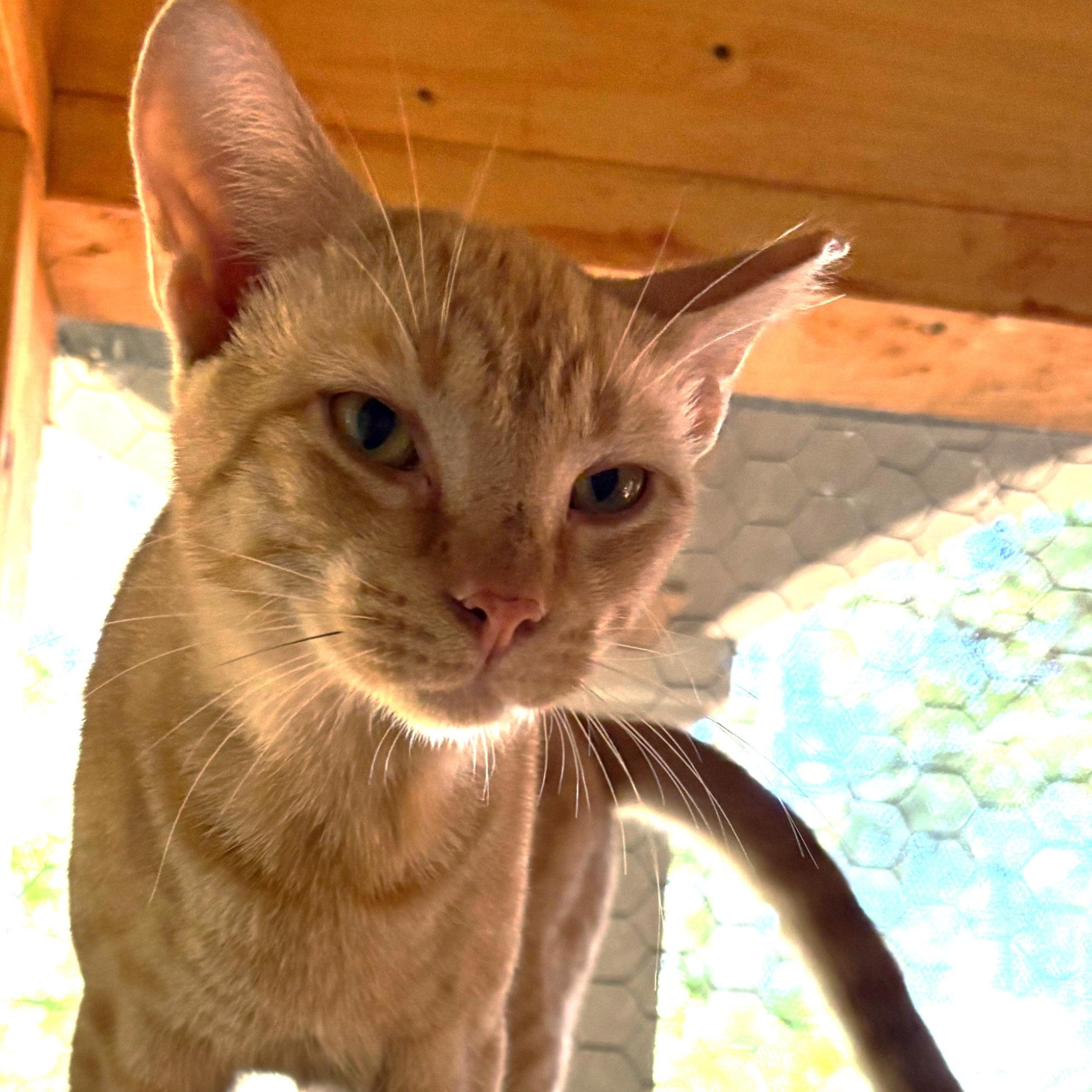 Enlarge Cheeto, a Adoptable Domestic Short Hair in Beaufort, SC image 5/6