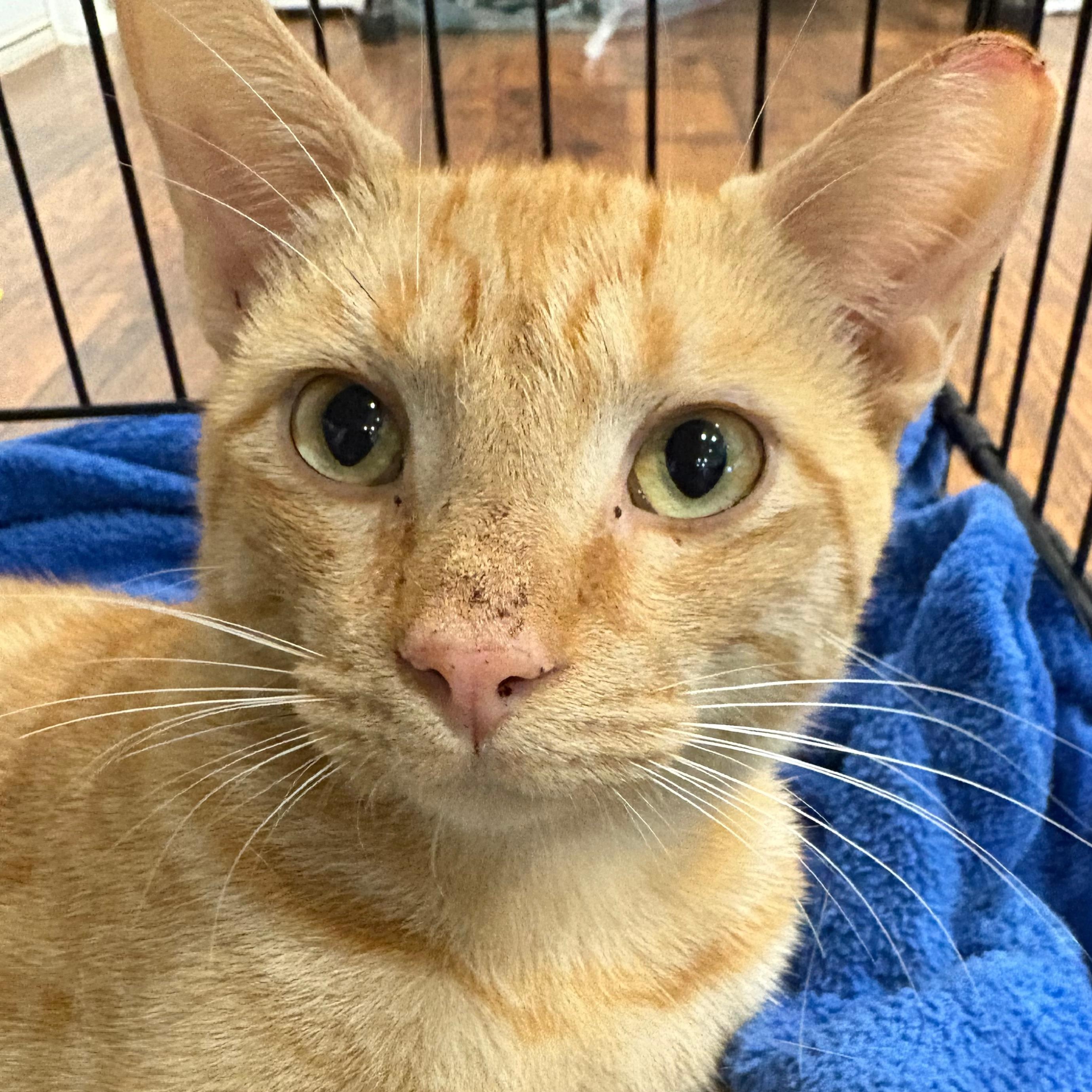 Enlarge Cheeto, a Adoptable Domestic Short Hair in Beaufort, SC image 2/6