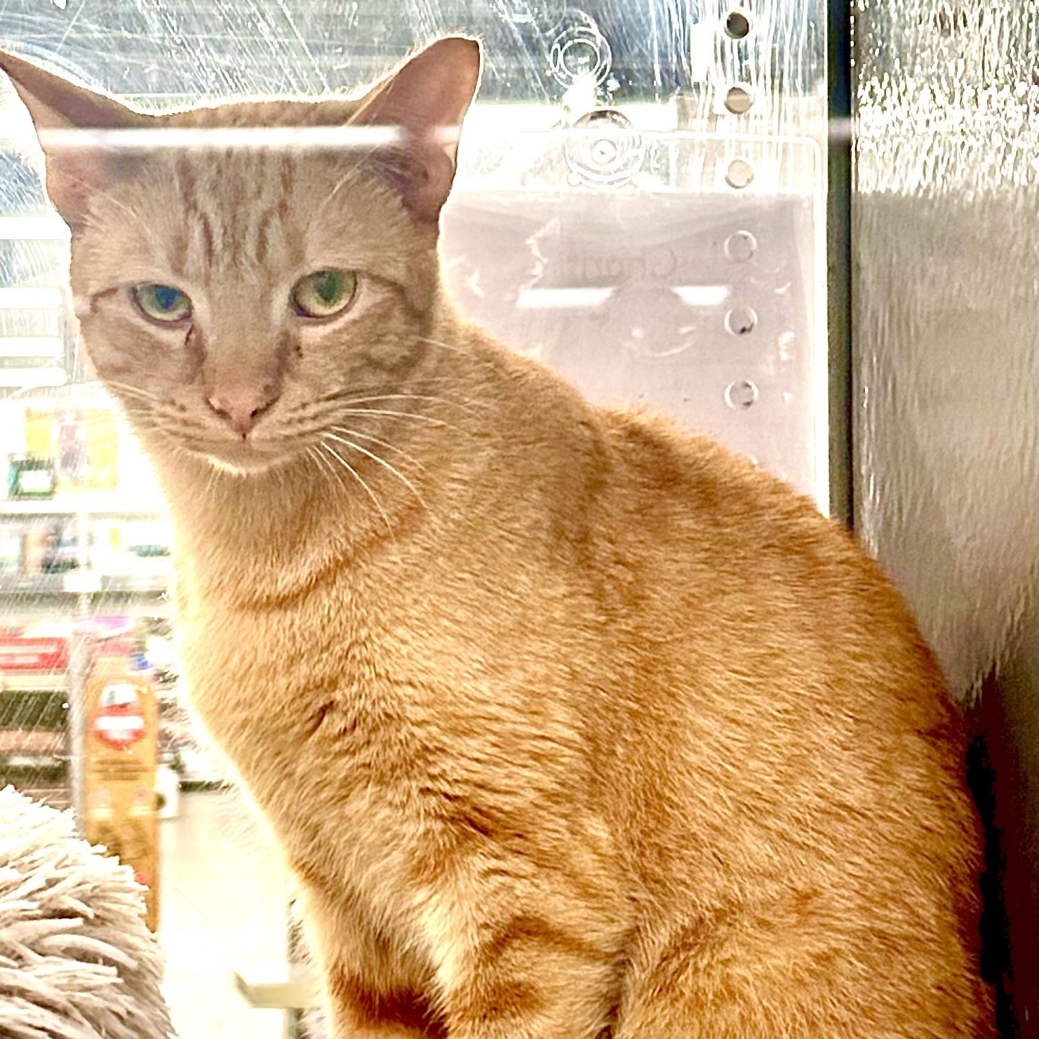 Enlarge Cheeto, a Adoptable Domestic Short Hair in Beaufort, SC image 2/6