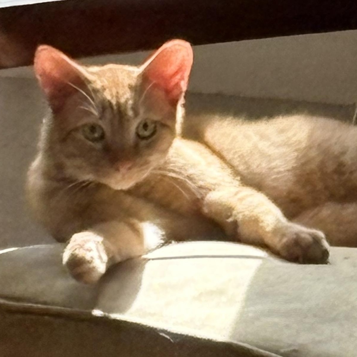 Enlarge Cheeto, a Adoptable Domestic Short Hair in Beaufort, SC image 4/6