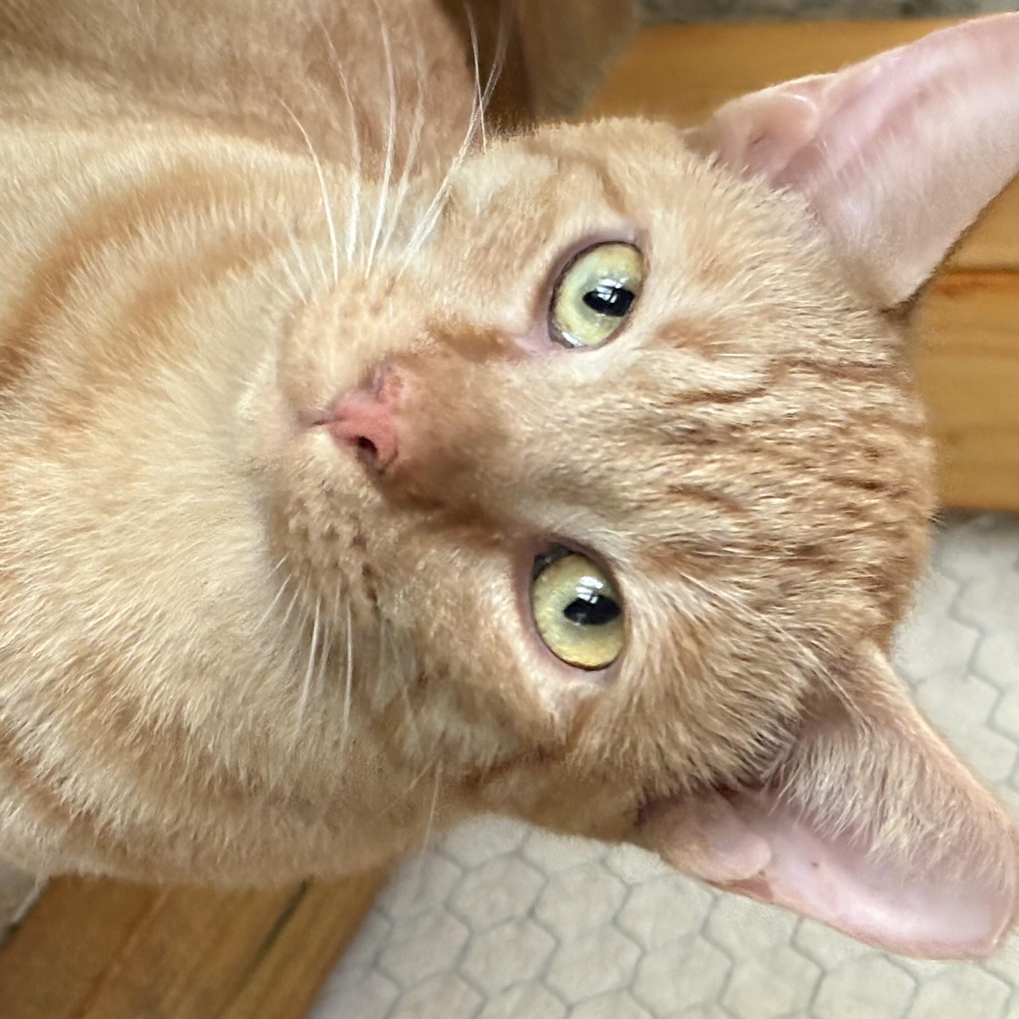 Enlarge Cheeto, a Adoptable Domestic Short Hair in Beaufort, SC image 3/6