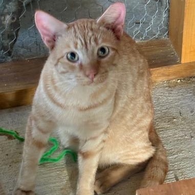 Enlarge Cheeto, a Adoptable Domestic Short Hair in Beaufort, SC image 5/6