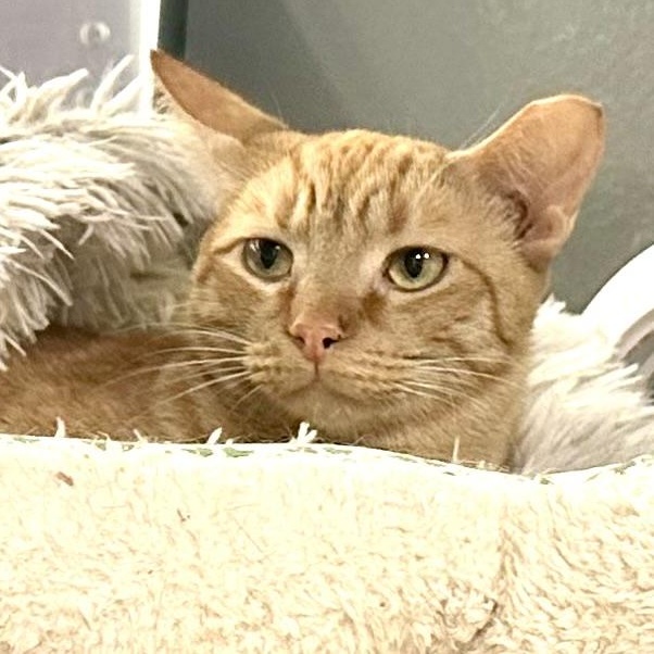 Enlarge Cheeto, a Adoptable Domestic Short Hair in Beaufort, SC image 3/6