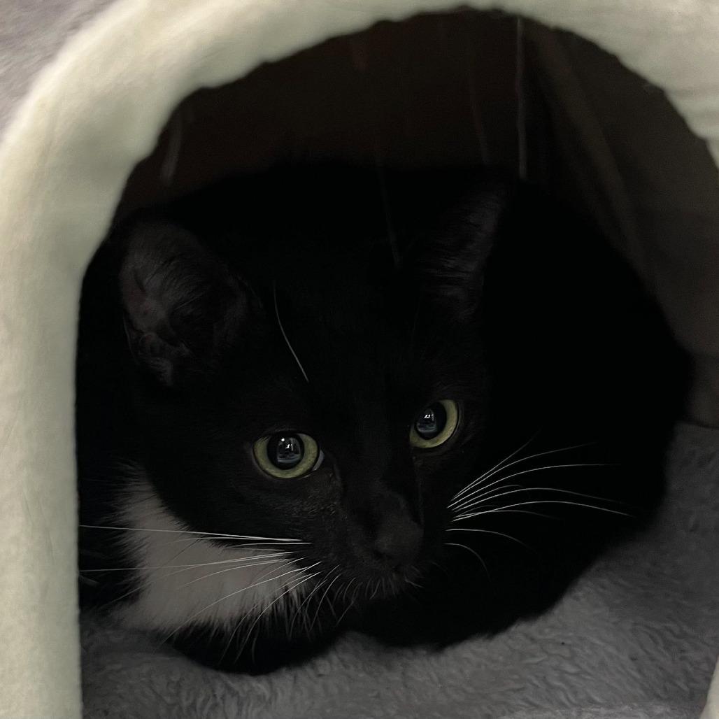 Enlarge Chanel, a Adoptable Domestic Short Hair in Hamburg, NY image 2/2