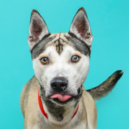 Roger, Adoptable, Young Male Siberian Husky & Mixed Breed.
