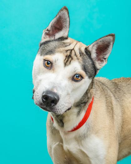 Enlarge Roger, a Adoptable mixed breed in Mount Holly, NJ image 2/3