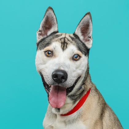 Enlarge Roger, a Adoptable mixed breed in Mount Holly, NJ image 2/2