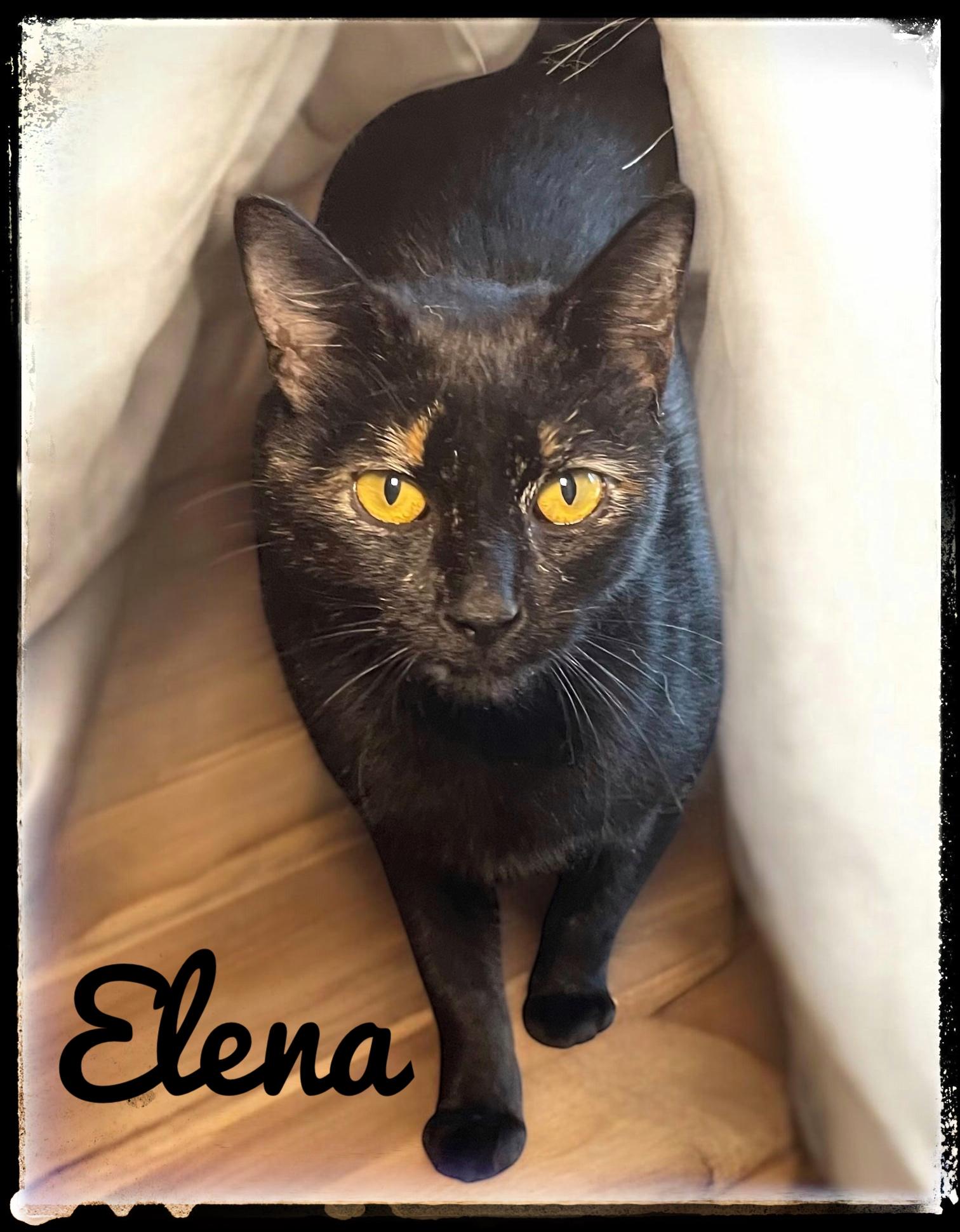 Elena, Adoptable, Adult Female Domestic Short Hair.
