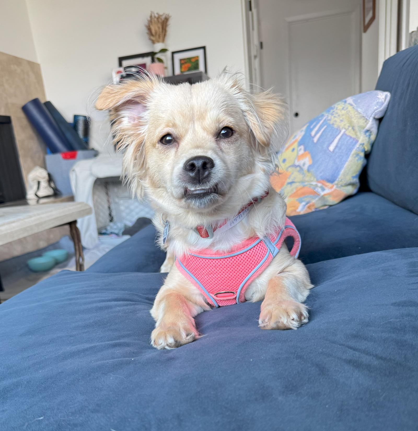 Ponchita, a Adopted mixed breed in San Francisco, CA image 1/3