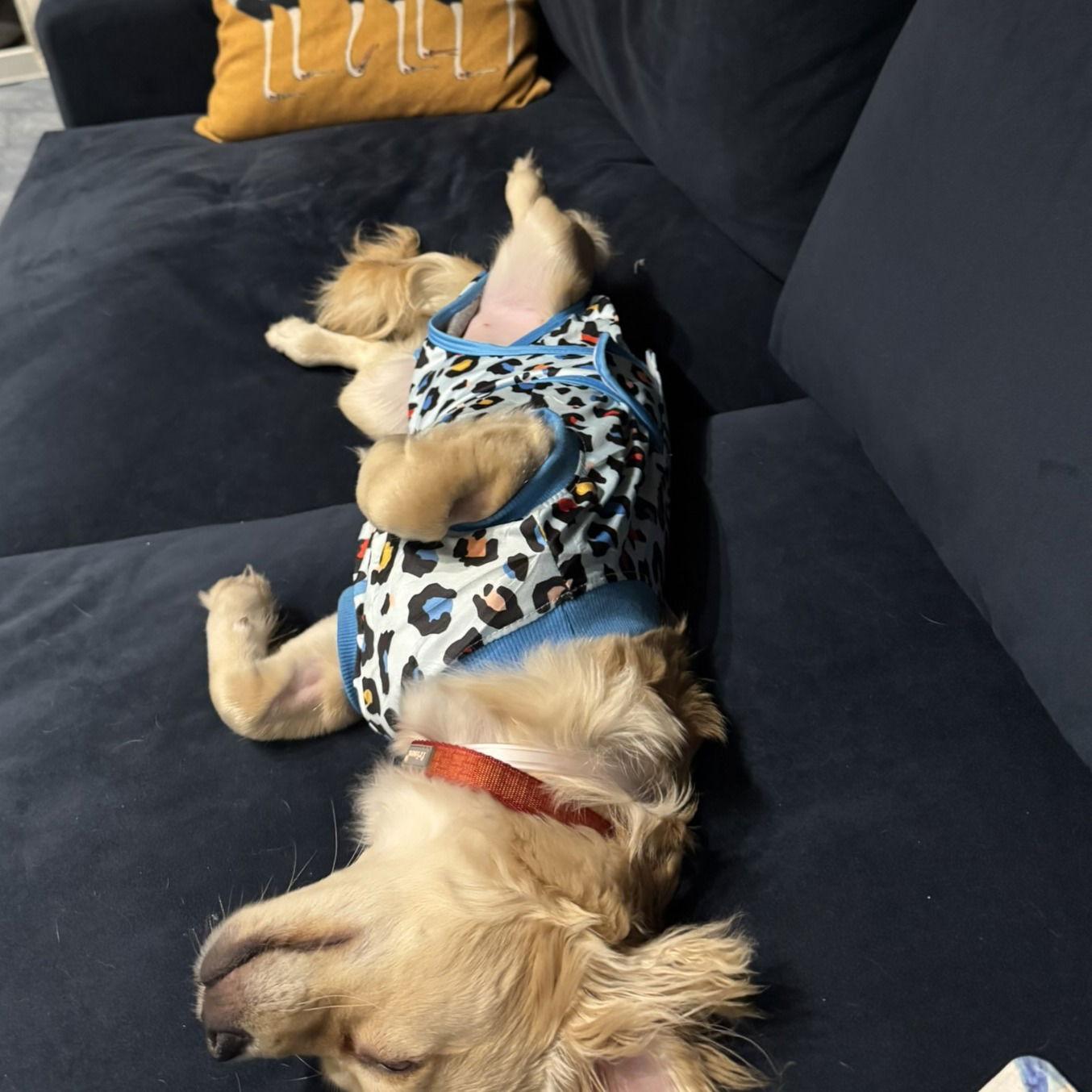 Ponchita, a Adopted mixed breed in San Francisco, CA image 2/3