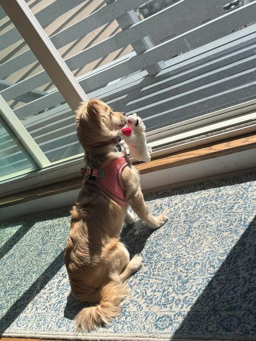 Ponchita, a Adopted mixed breed in San Francisco, CA image 3/3