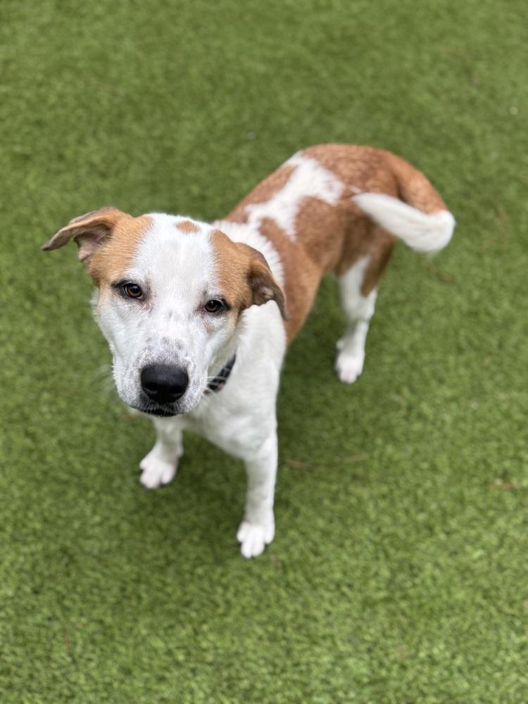 Gracie, Adoptable, Adult Female Mixed Breed.