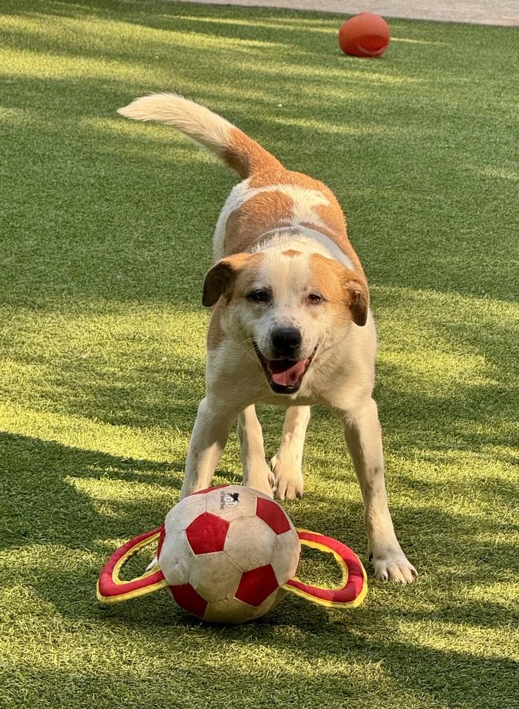 Gracie, Adoptable, Adult Female Mixed Breed.