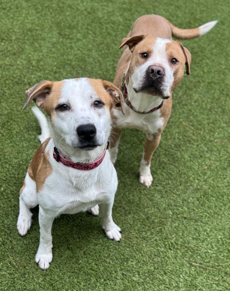 Gracie, a Adoptable Mixed Breed in Dunwoody, GA image 2/3