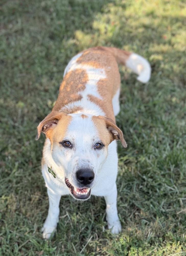 Enlarge Gracie, a Adoptable mixed breed in Dunwoody, GA image 2/5