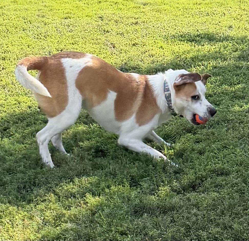 Enlarge Gracie, a Adoptable mixed breed in Dunwoody, GA image 3/5