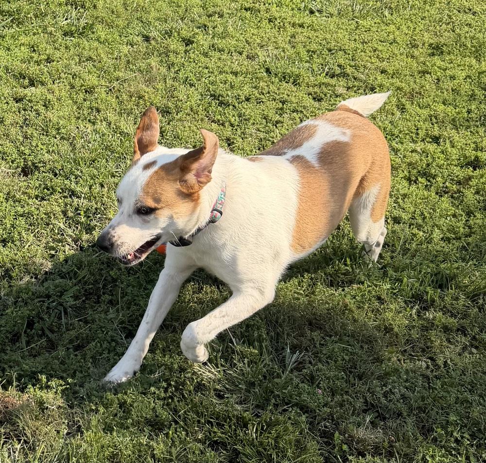Enlarge Gracie, a Adoptable mixed breed in Dunwoody, GA image 5/5