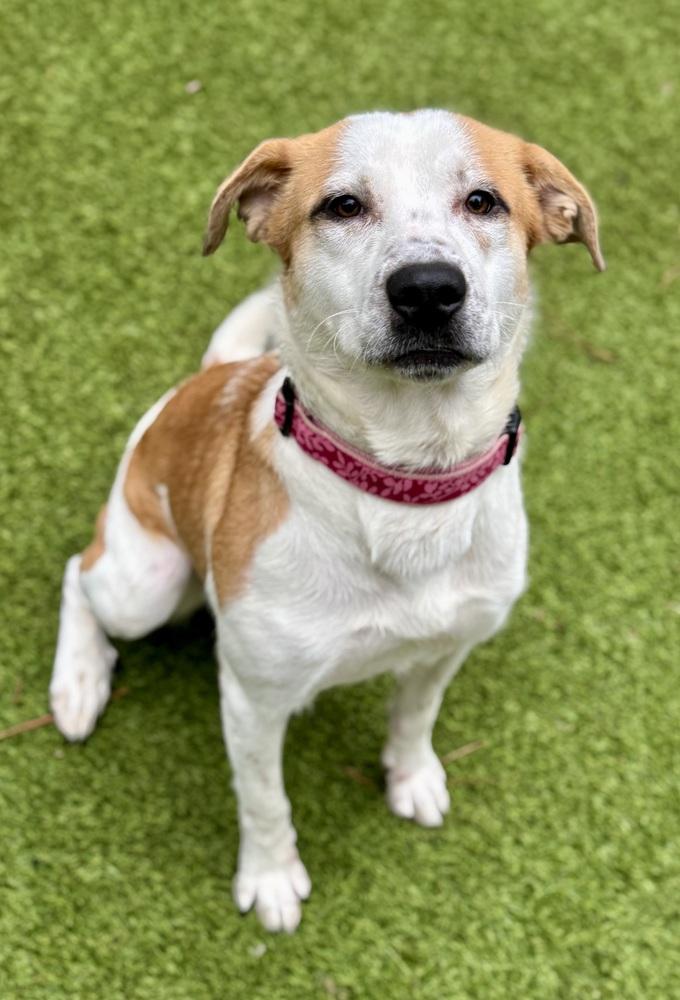Gracie, a Adoptable Mixed Breed in Dunwoody, GA image 3/3