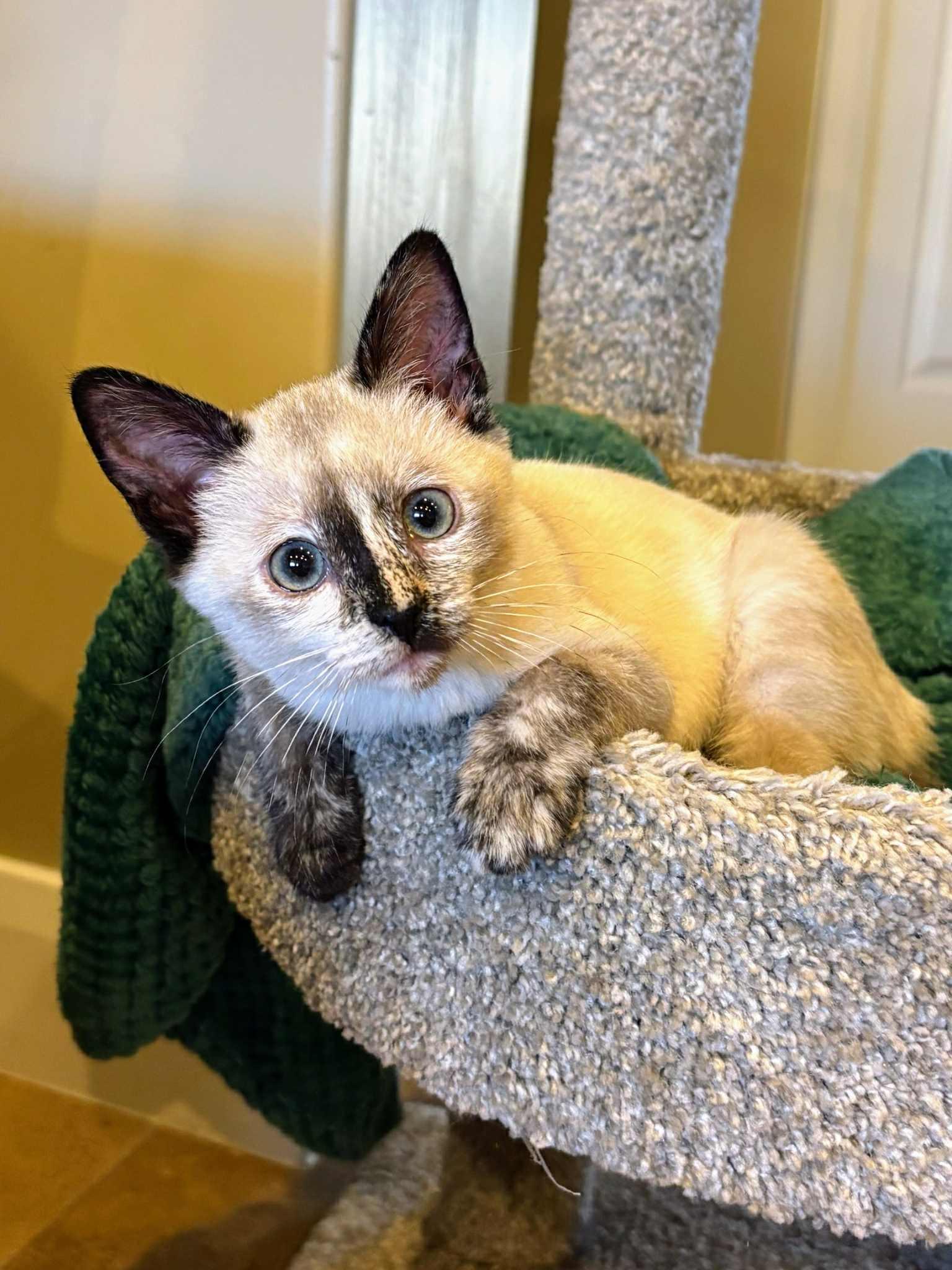 Enlarge Parker, an adopted mixed breed in St. George, UT image 1/5