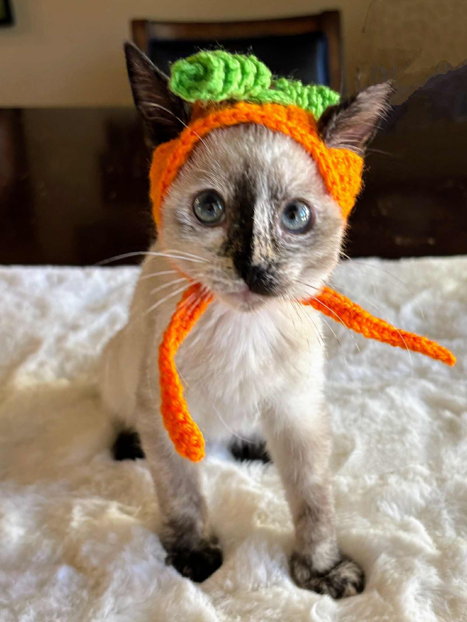 Enlarge Parker, an adopted mixed breed in St. George, UT image 2/5