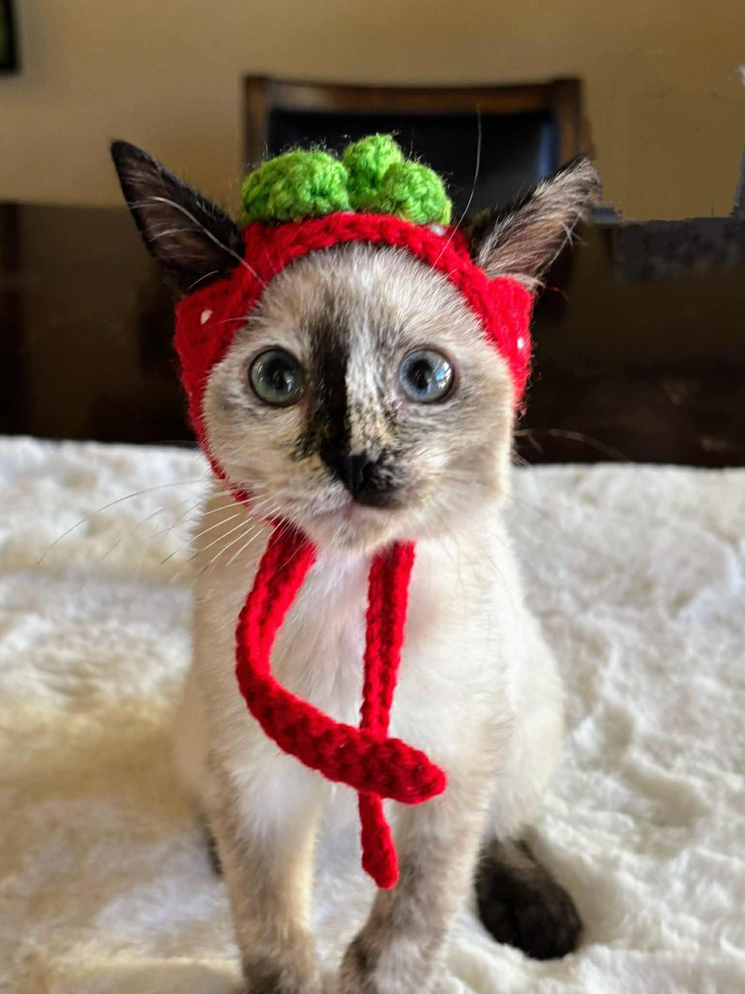 Enlarge Parker, an adopted mixed breed in St. George, UT image 3/5