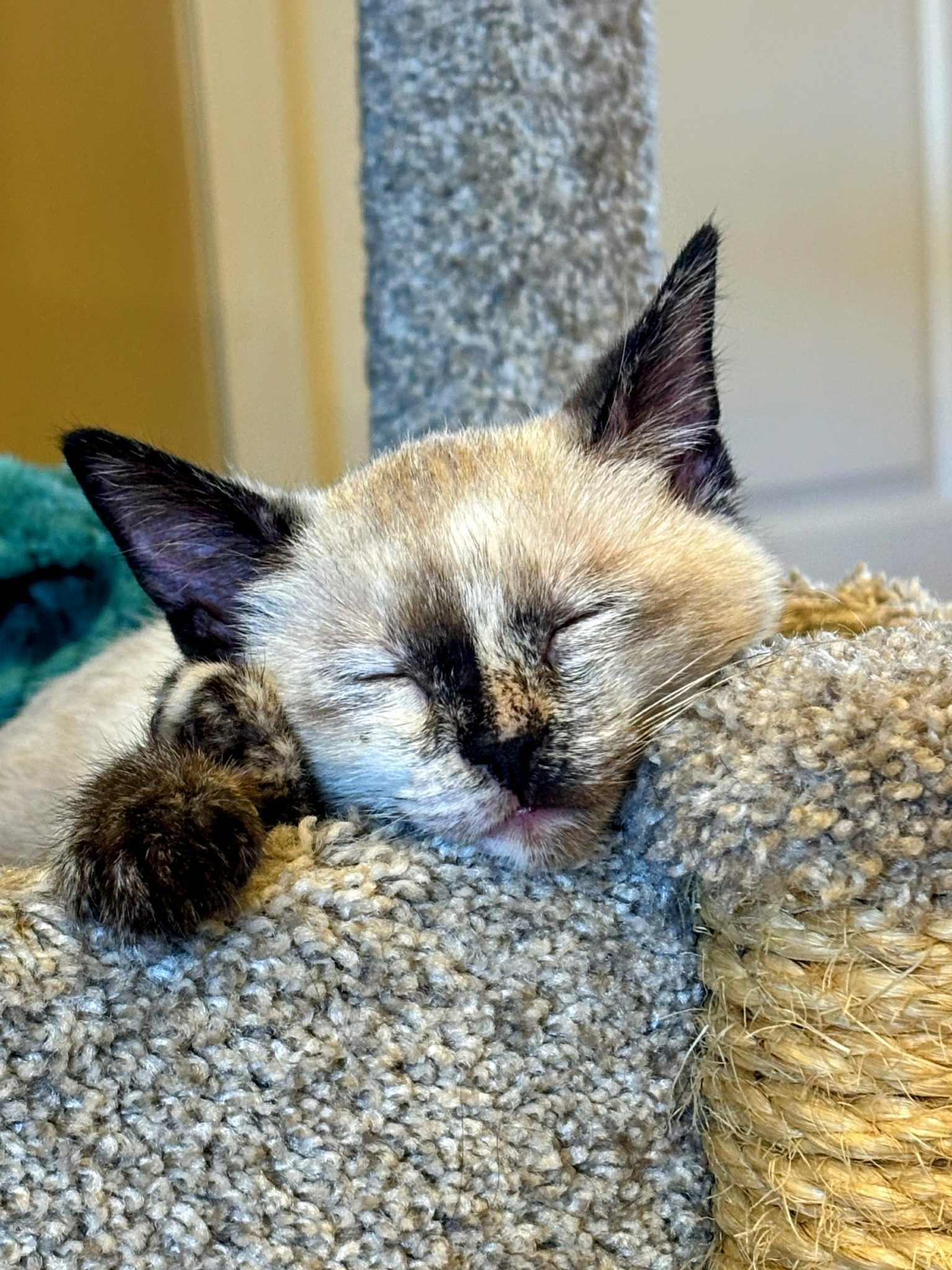 Enlarge Parker, an adopted mixed breed in St. George, UT image 4/5