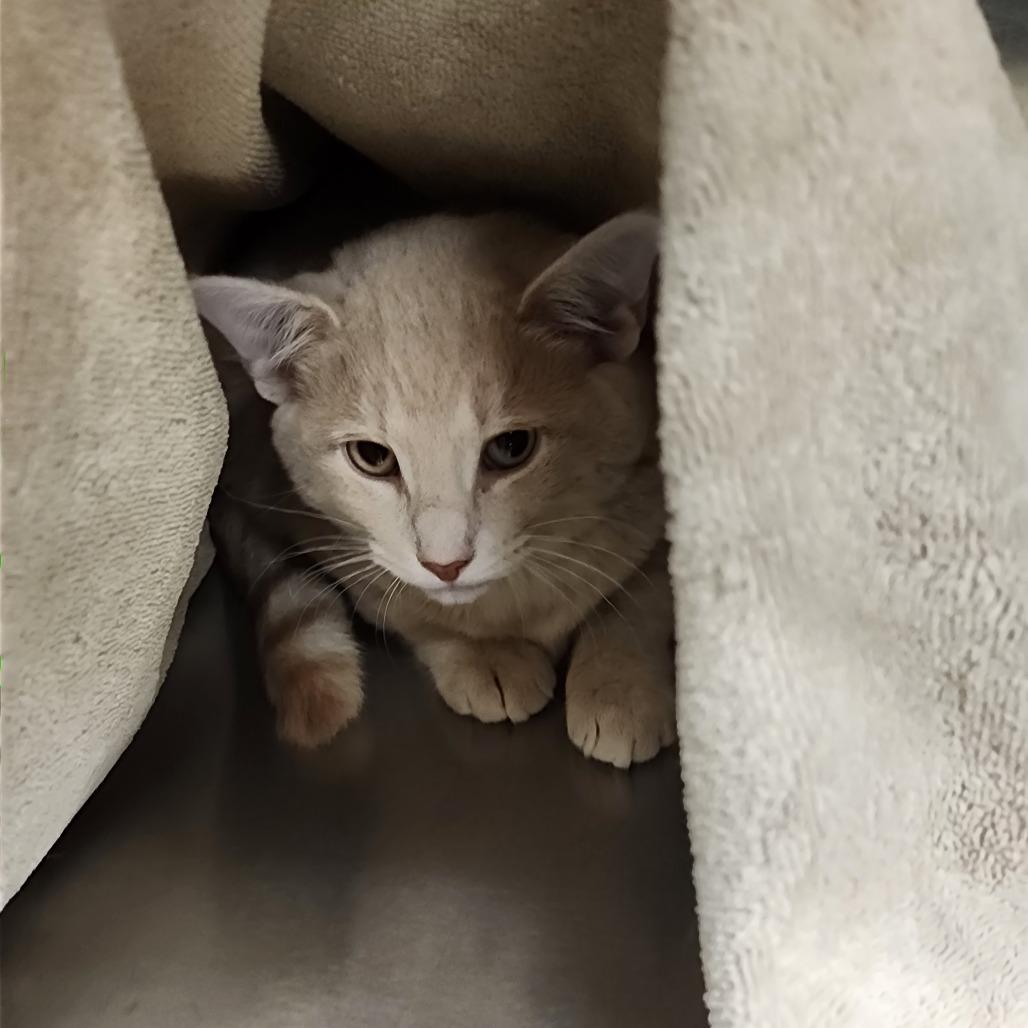 Frito, Adoptable, Kitten Female Domestic Short Hair.