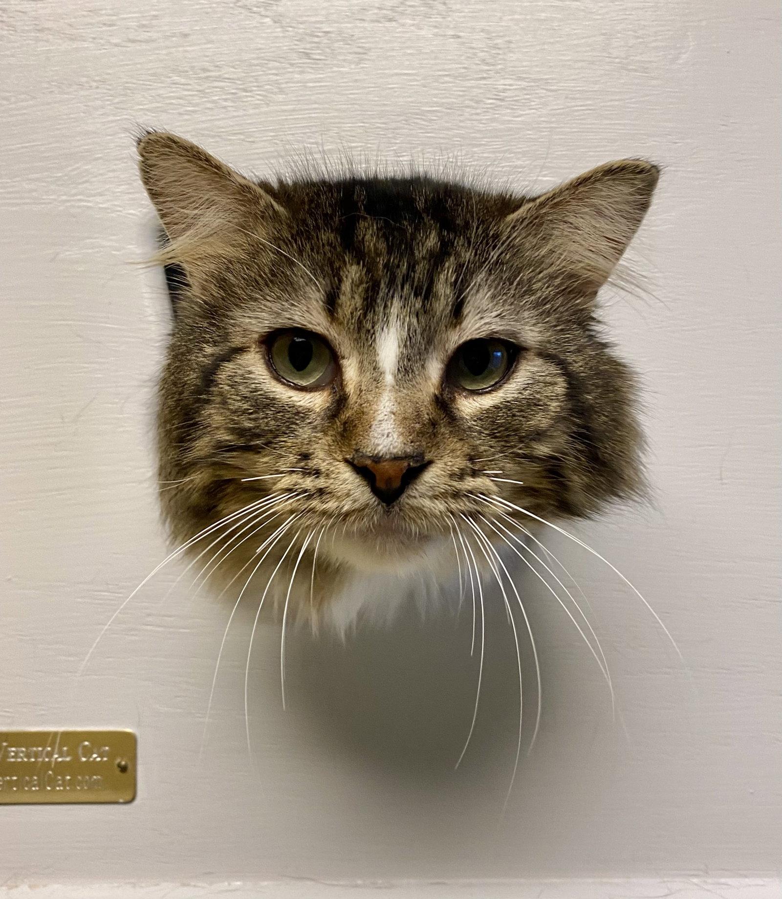 Enlarge Mowhawk, a Adoptable mixed breed in Fargo, ND image 1/2