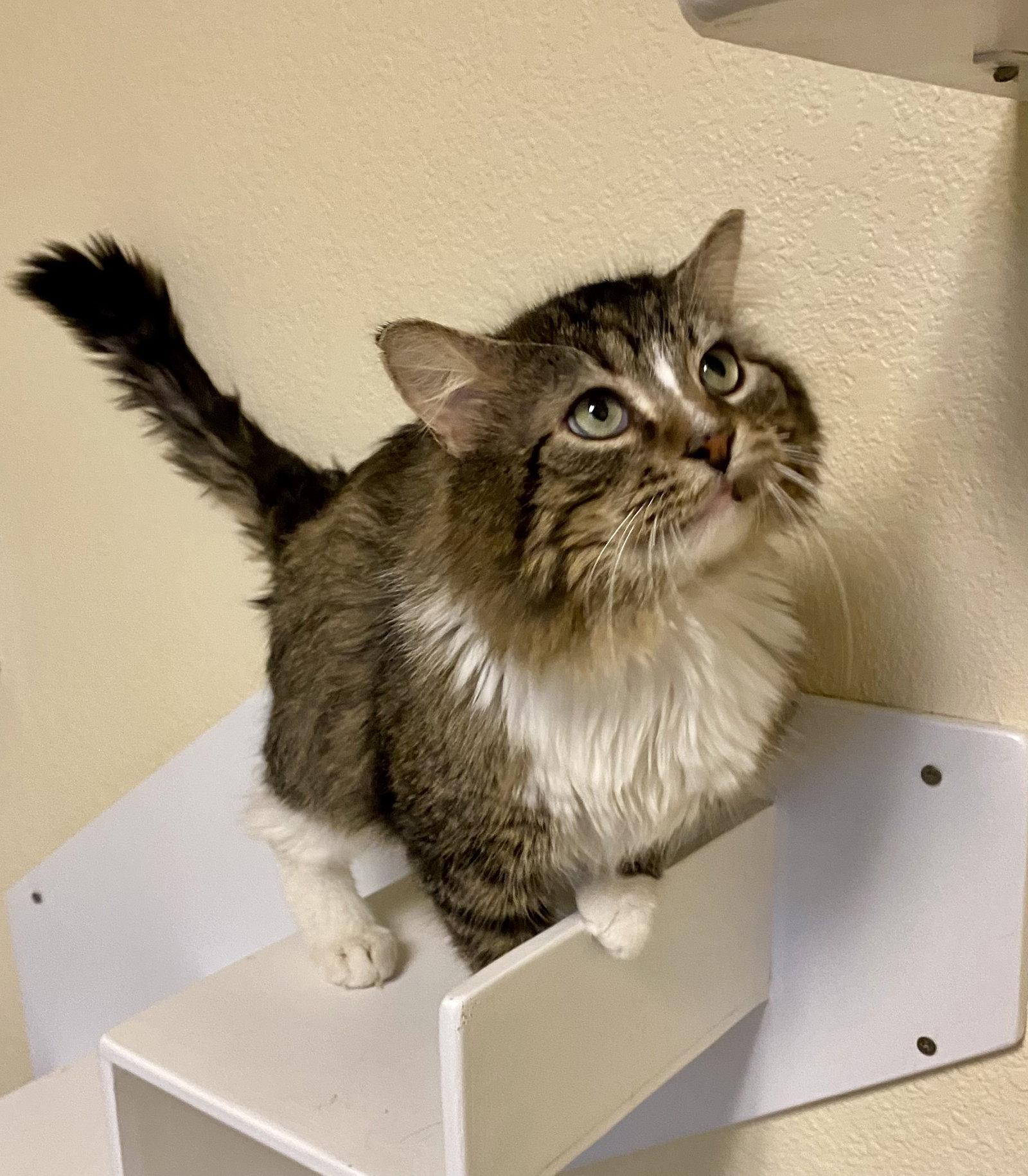 Enlarge Mowhawk, a Adoptable mixed breed in Fargo, ND image 2/2