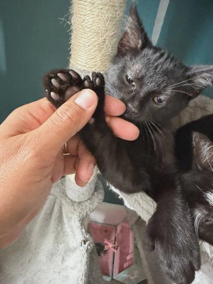Alexander (Keesha Kripplebauer 26-7), Adoptable, Adult Male Domestic Short Hair & Domestic Short Hair.