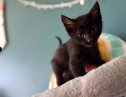 Enlarge Alexander (Keesha Kripplebauer 26-7), a Adoptable mixed breed in Berwick, PA image 2/2