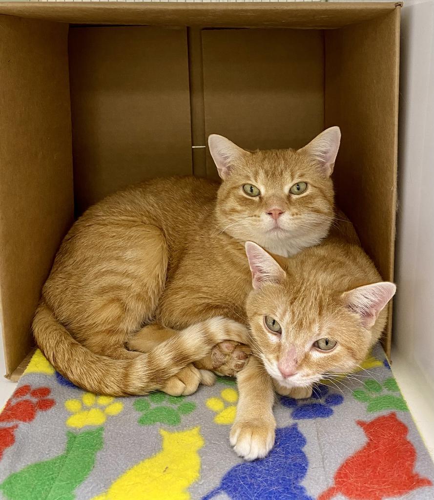 Ollie, Adoptable, Adult Male Domestic Short Hair.