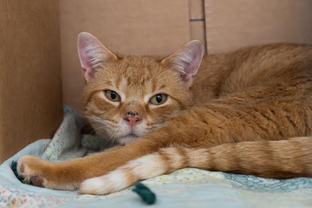 Enlarge Ollie, a Adoptable mixed breed in Saint Paul, MN image 2/5