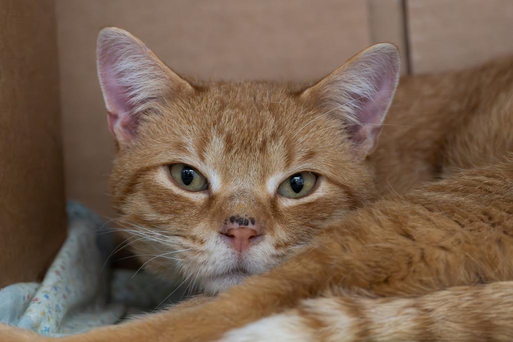 Enlarge Ollie, a Adoptable mixed breed in Saint Paul, MN image 4/5