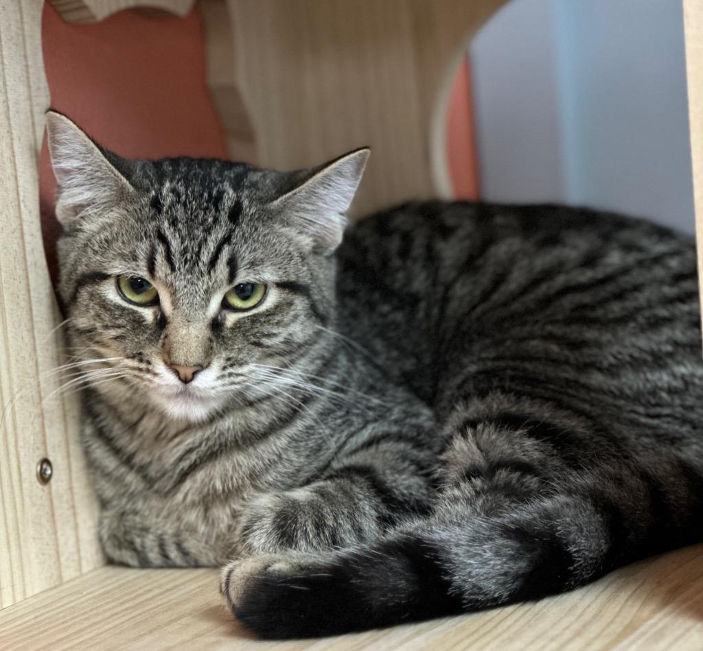 Enlarge Felicity, a Adoptable mixed breed in Waynesville, MO image 1/1