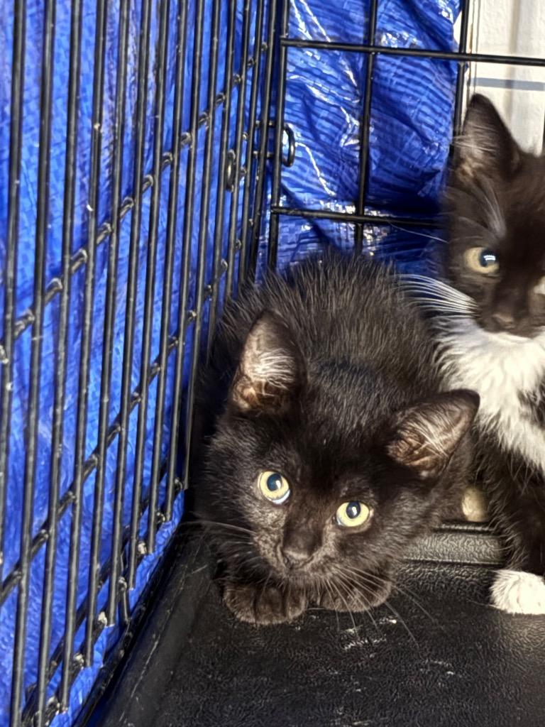 Licorice, Adoptable, Kitten Male Domestic Short Hair.