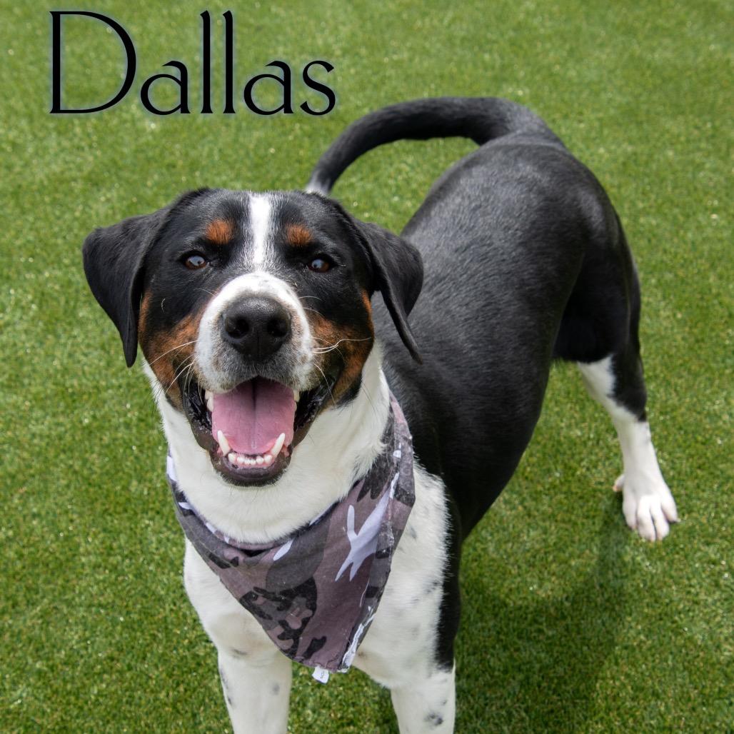 Dallas, Adoptable, Young Male Coonhound & Mixed Breed.