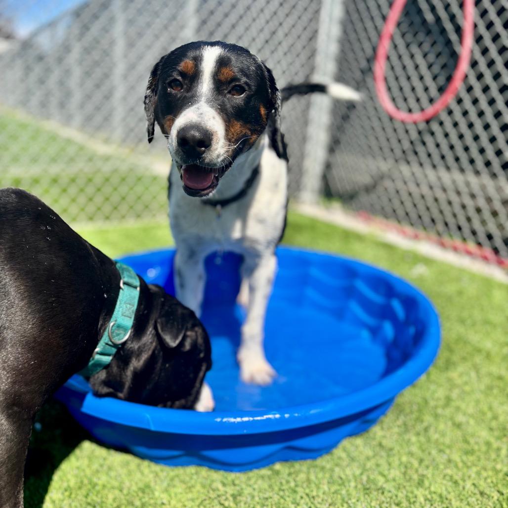 Enlarge Dallas, a Adoptable mixed breed in Parkersburg, WV image 2/6