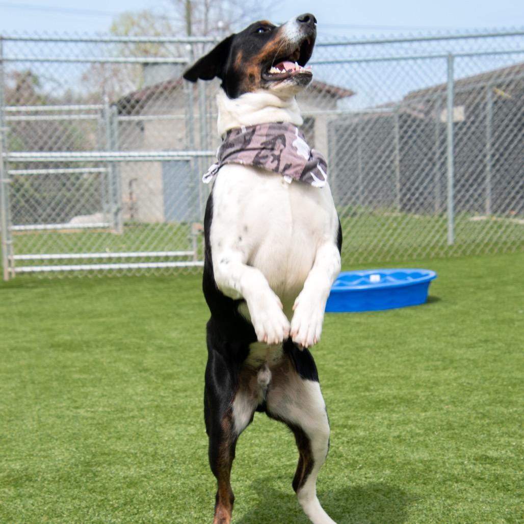 Enlarge Dallas, a Adoptable mixed breed in Parkersburg, WV image 3/6