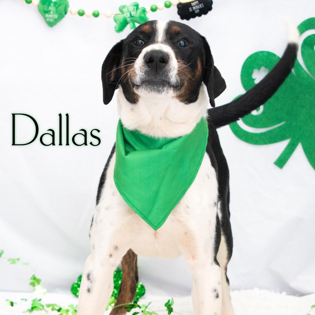 Enlarge Dallas, a Adoptable mixed breed in Parkersburg, WV image 4/6