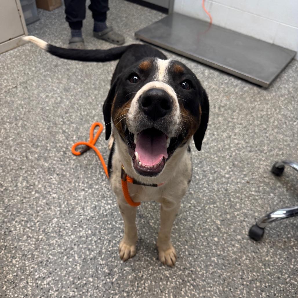 Enlarge Dallas, a Adoptable mixed breed in Parkersburg, WV image 5/6