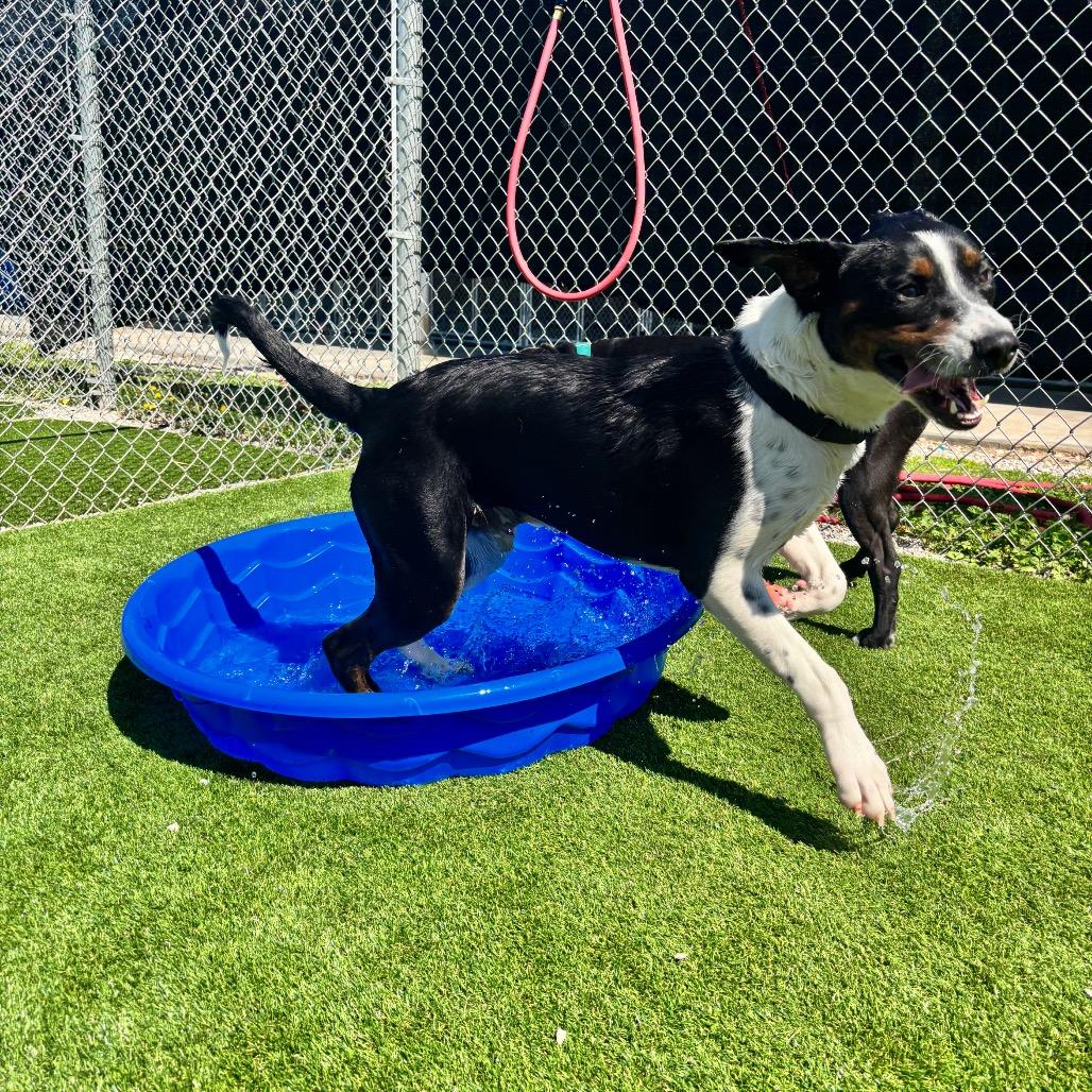 Enlarge Dallas, a Adoptable mixed breed in Parkersburg, WV image 6/6