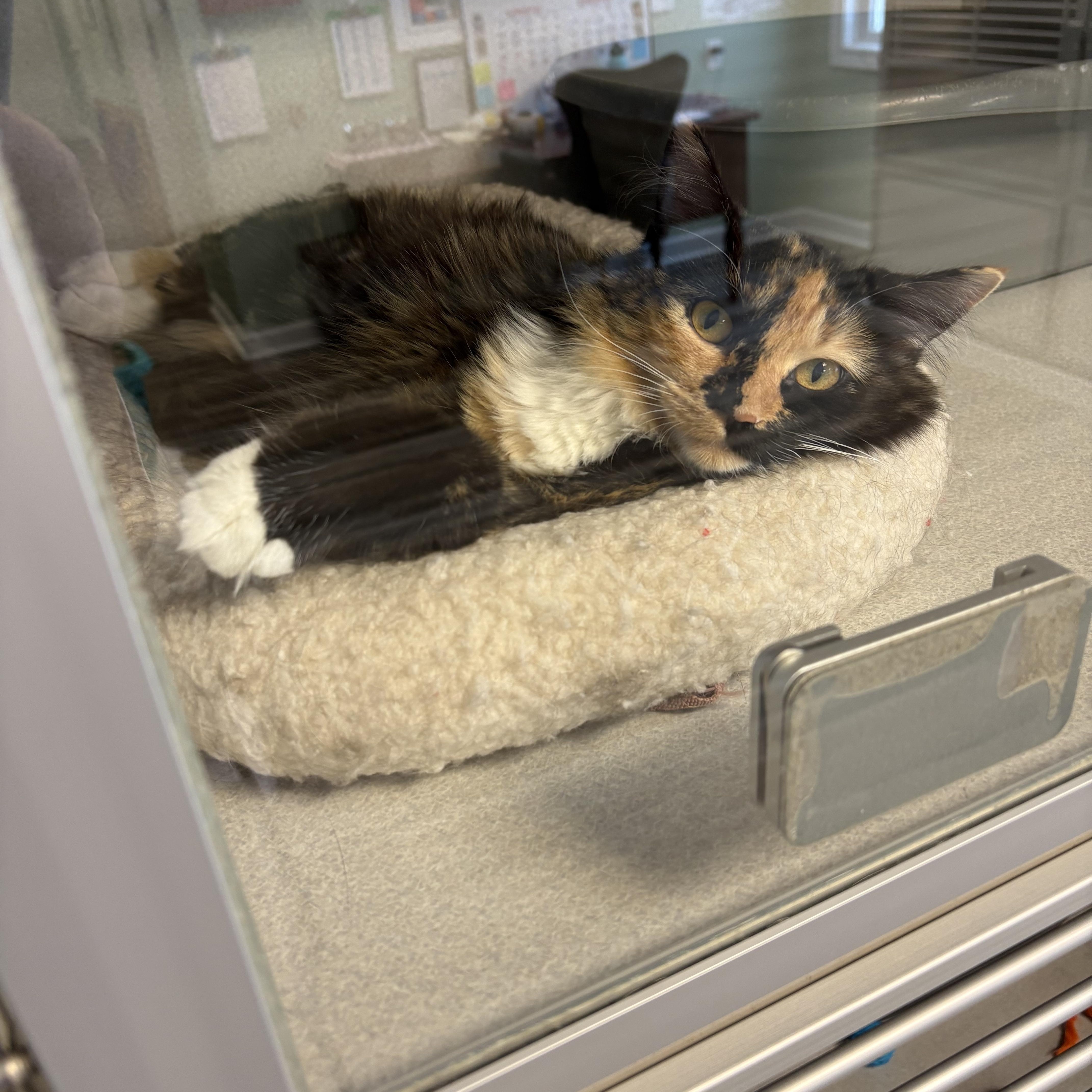 Enlarge Leia, a ADOPTABLE mixed breed in St. Ignace, MI image 1/2