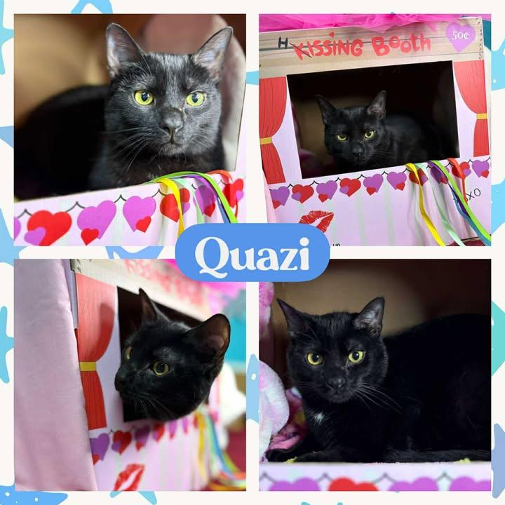 Quazi, adopted, Adult Male American Shorthair.