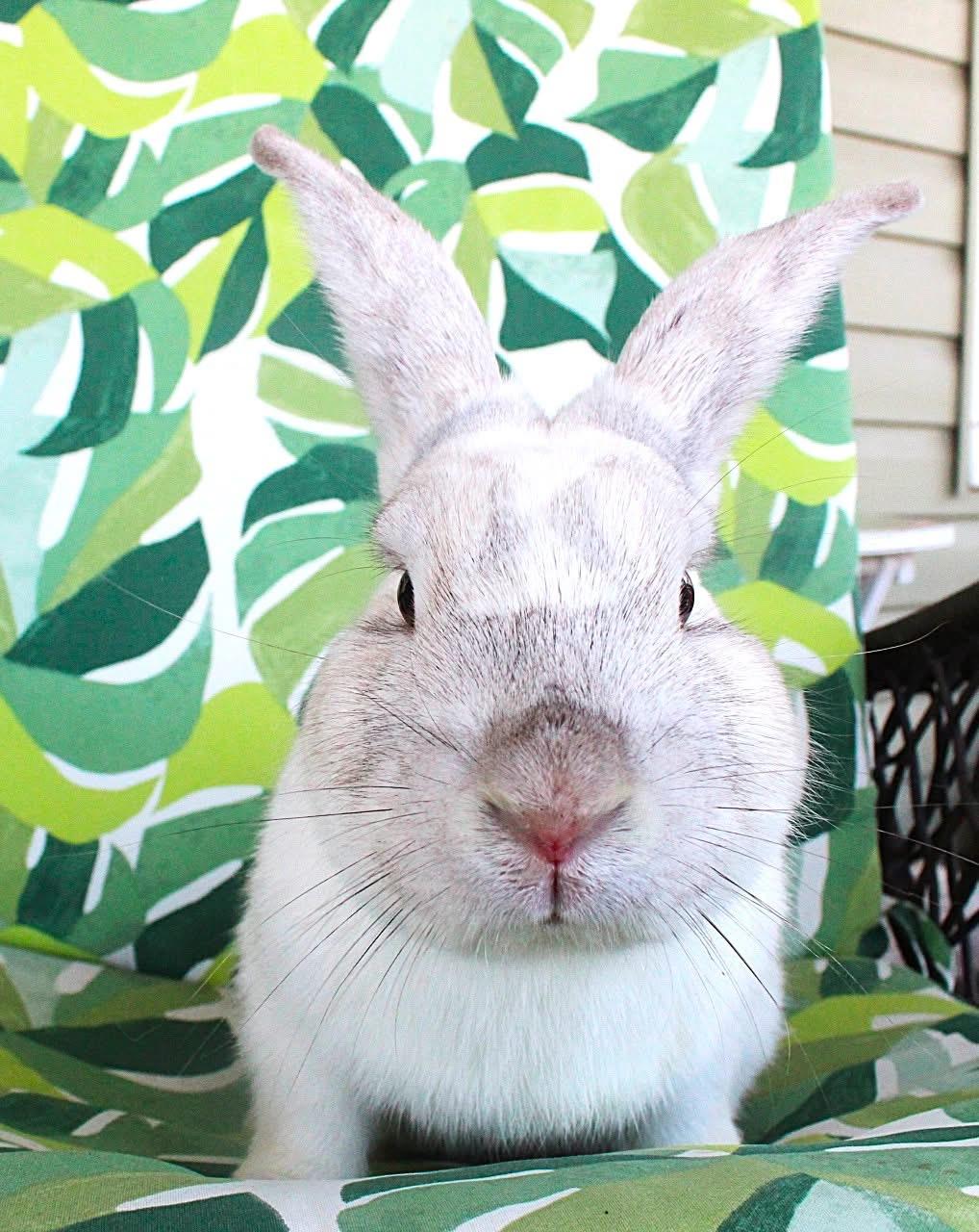 Enlarge Tolliver, a ADOPTABLE American in Hillside, NJ image 3/3