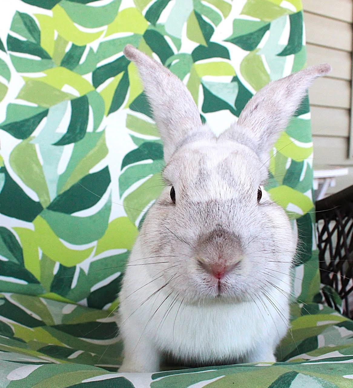 Enlarge Tolliver, a ADOPTABLE American in Hillside, NJ image 2/3