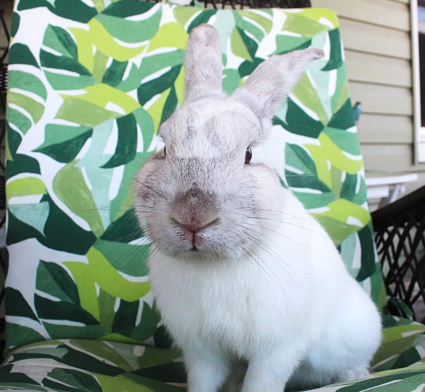 Enlarge Tolliver, a ADOPTABLE American in Hillside, NJ image 1/3