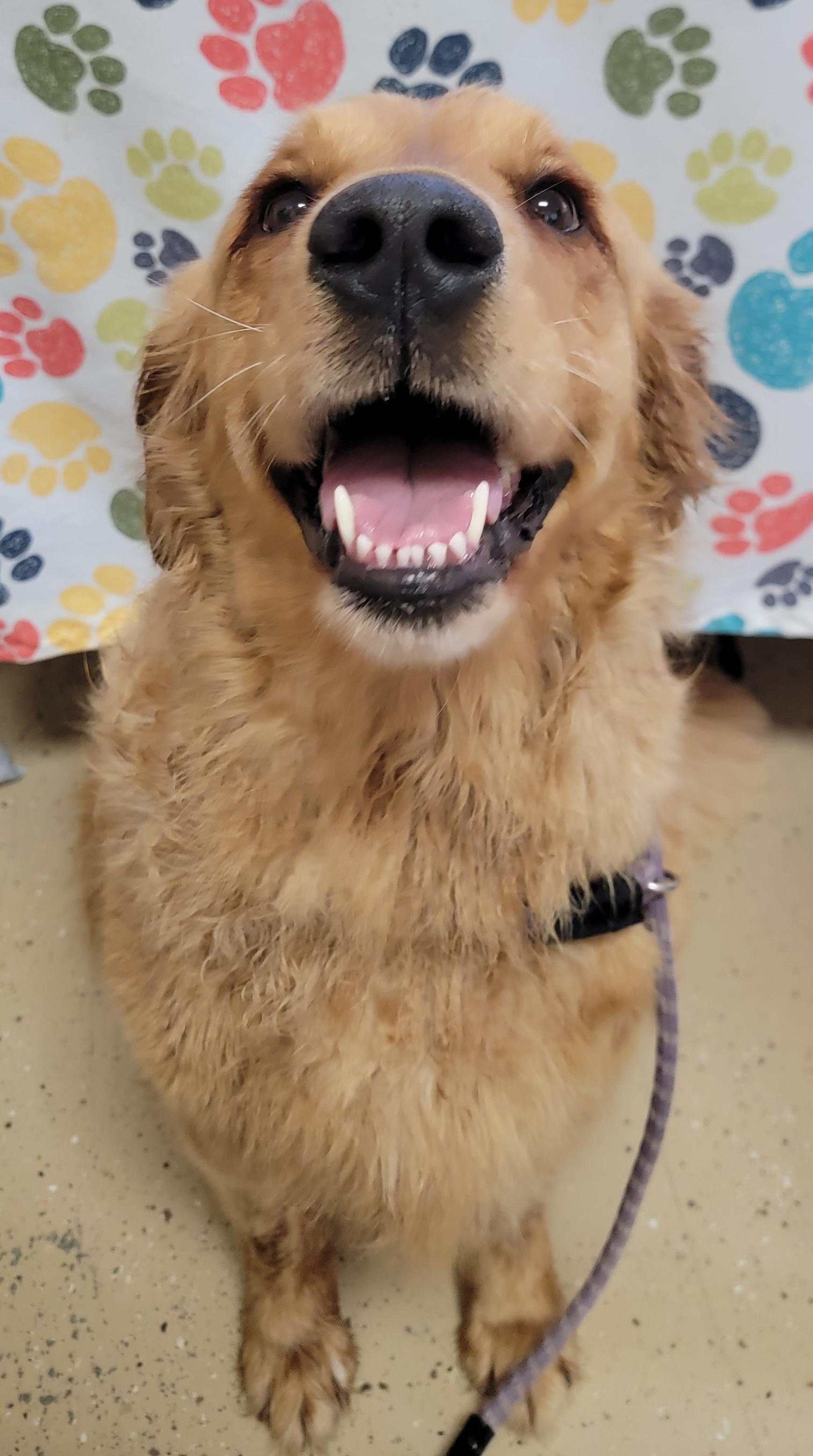 Enlarge Dolly, a ADOPTABLE Golden Retriever in Mount Sterling, KY image 3/6