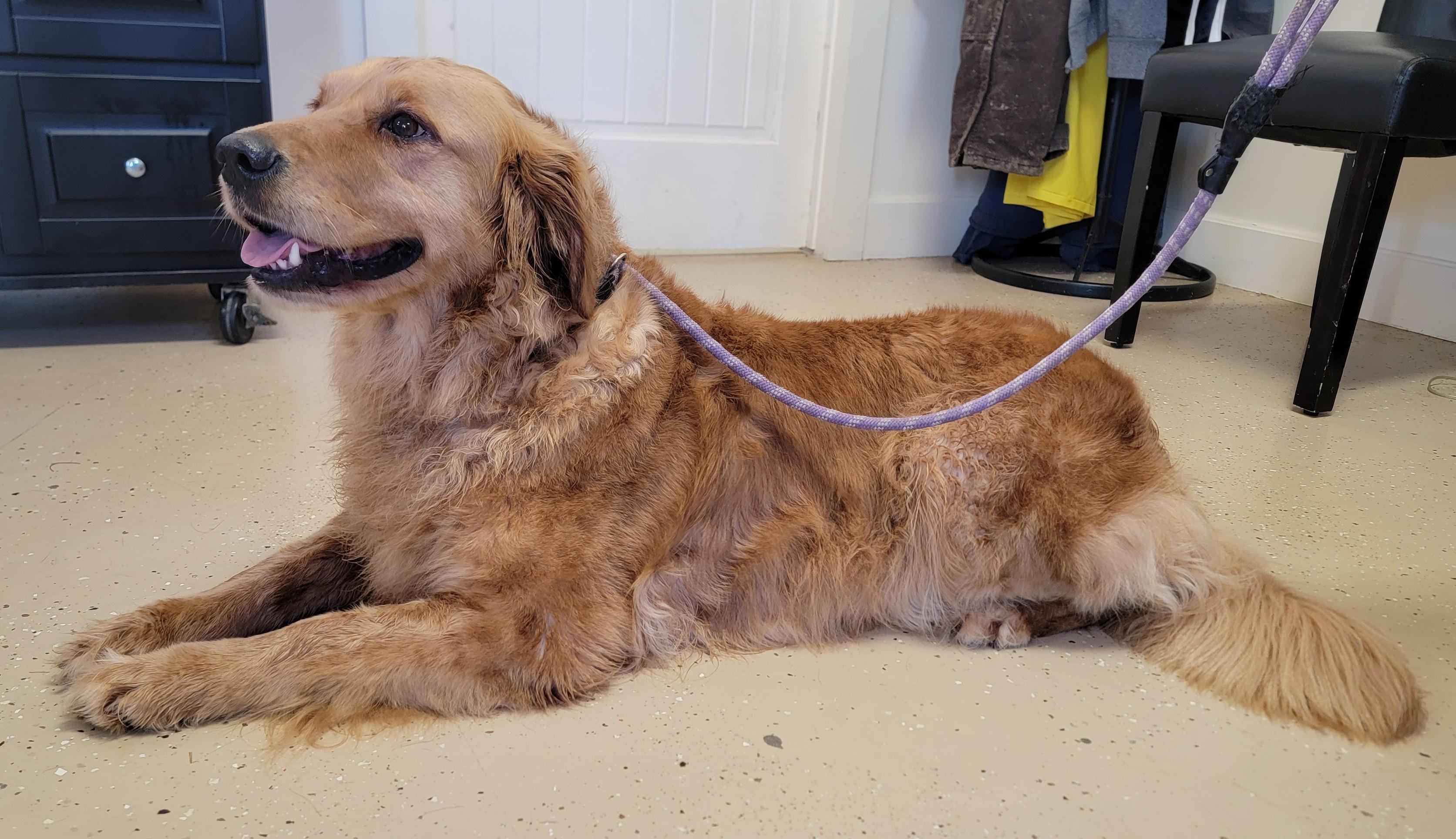 Enlarge Dolly, a ADOPTABLE Golden Retriever in Mount Sterling, KY image 2/6