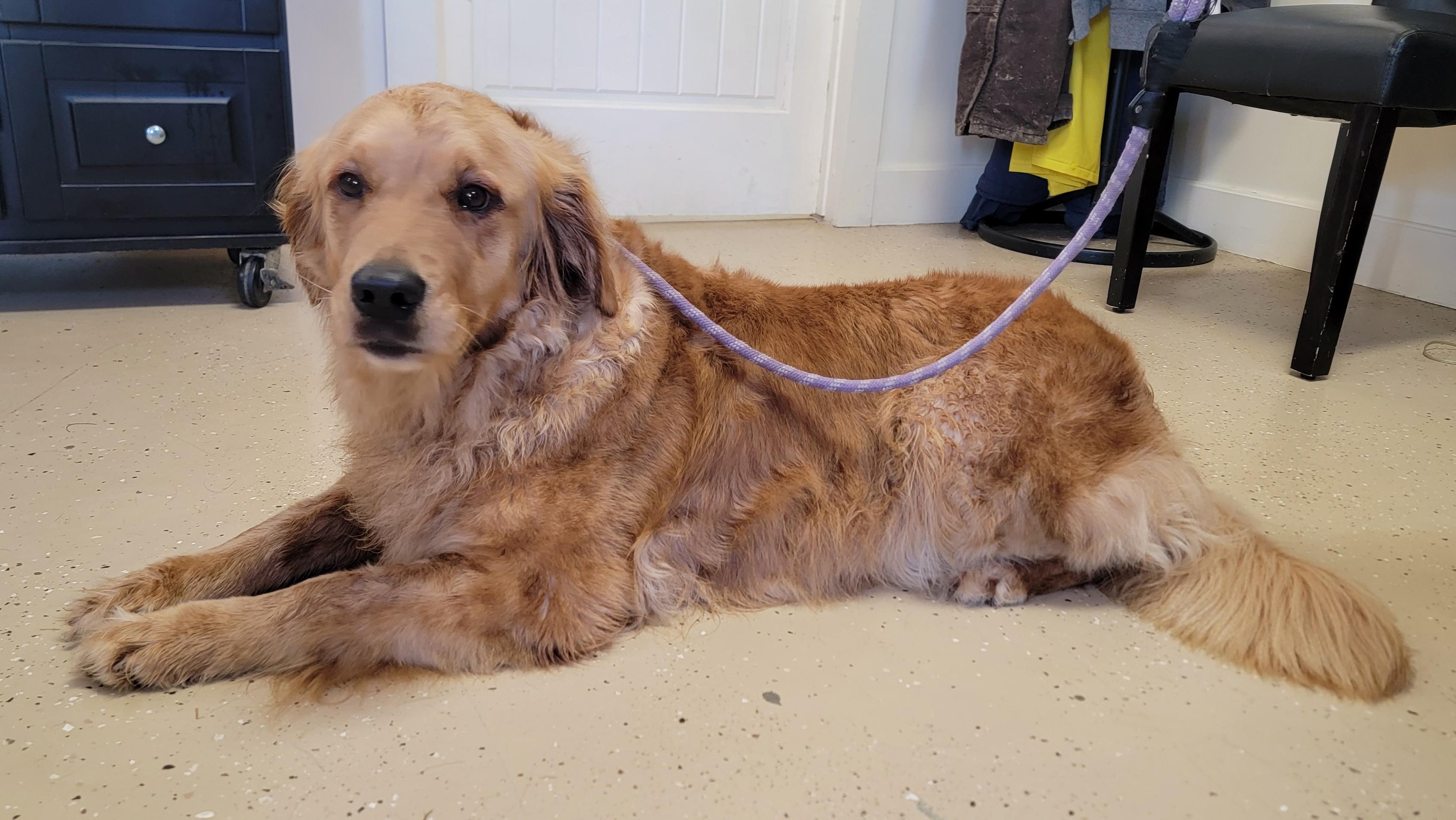 Dolly, ADOPTABLE, Young Female Golden Retriever.
